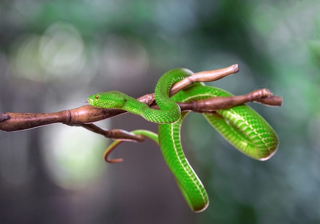 Zdjęcie green pit viper, wiszący na drzewie.