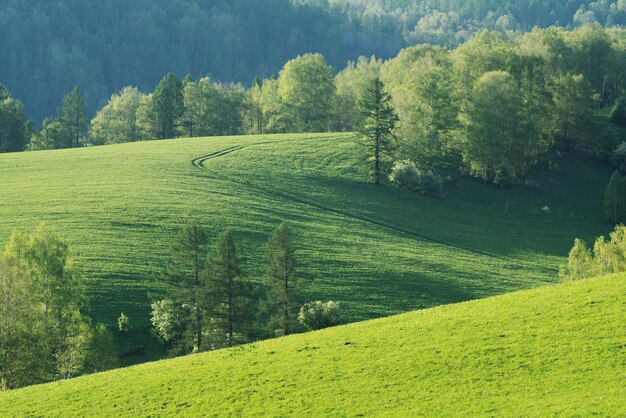 Zdjęcie green slopes and meadows springtime view hills