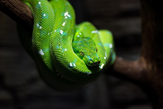 Green Snake