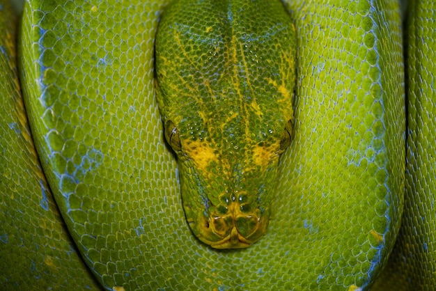 Green Tree Python Morelia Viridis na gałązkach