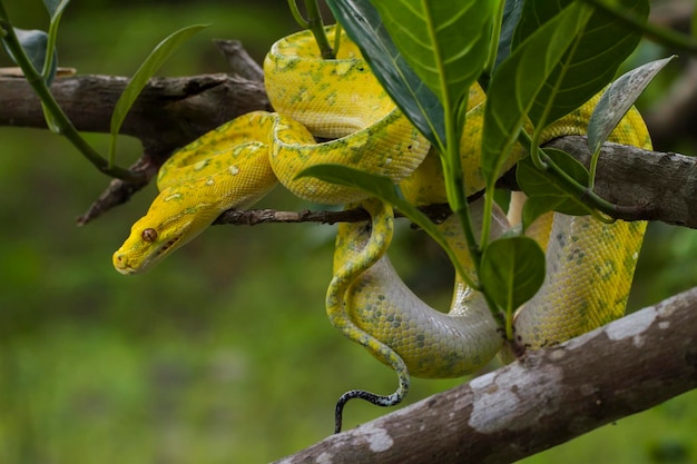 Green Tree Python Morelia viridis na gałęzi drzewa żółty kolor skóry węża