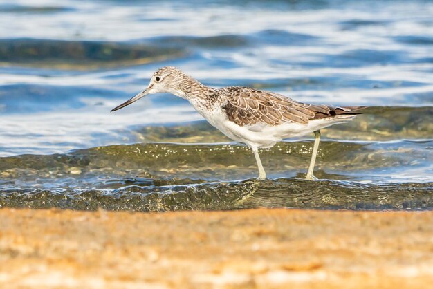 Greenshank w parku przyrody Albufera w Walencji