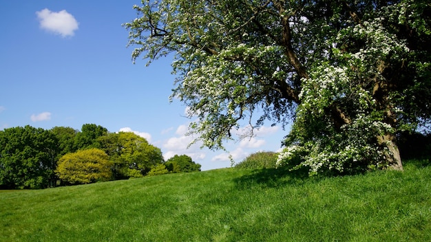 Greenwich Park London z błękitnym niebem i soczystą roślinnością