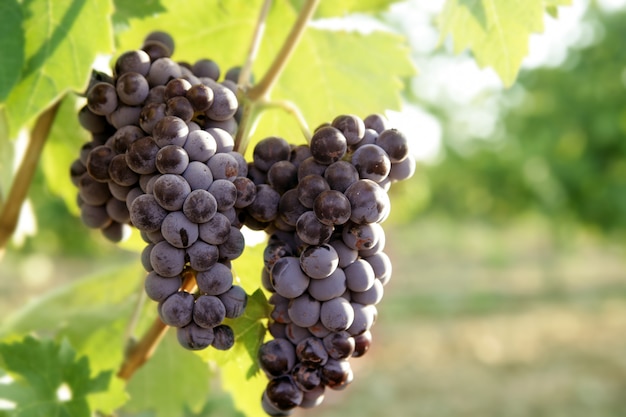 Grejpfrut Rolnictwa Czerwone Wino