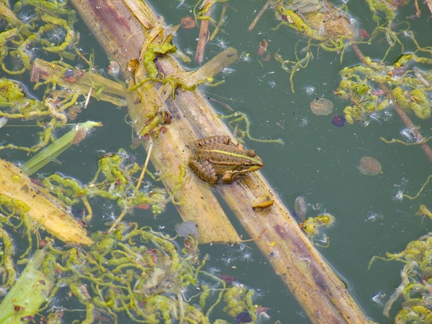 Grenouille ecopoleloirefrance