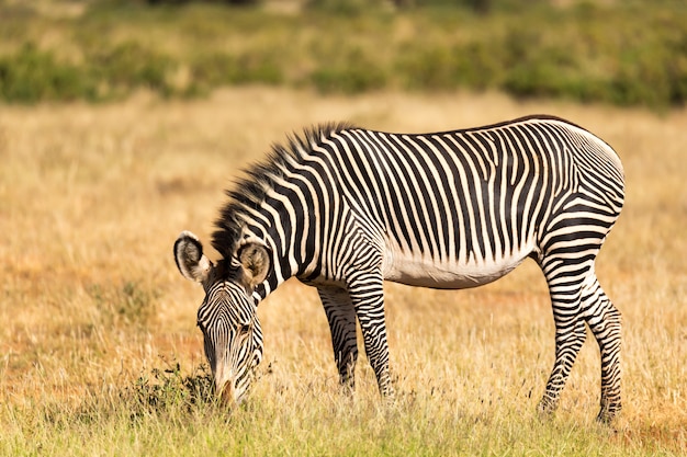 Grevy Zebra pasie się na wsi Samburu w Kenii