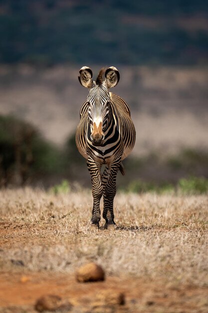 Zdjęcie grevy zebra stoi na sawannie naprzeciwko kamery