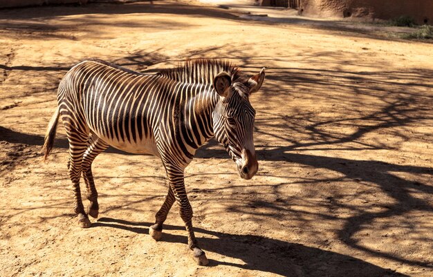 Zdjęcie grevys zebra chodząca