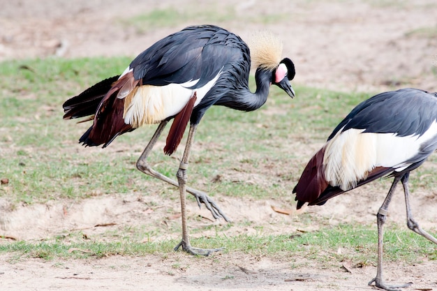 Grey Crowned Crane