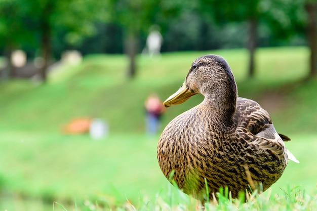 Grey Duck spaceruje po zielonej trawie przy wodzie