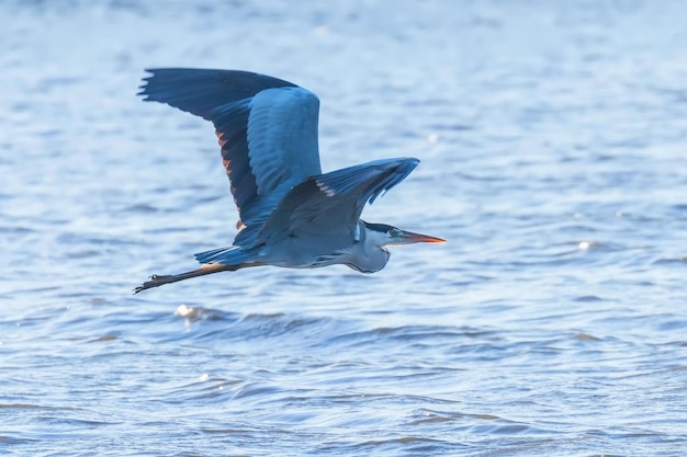 Grey Heron Flight ardea herodias Grey Headed Heron Flying