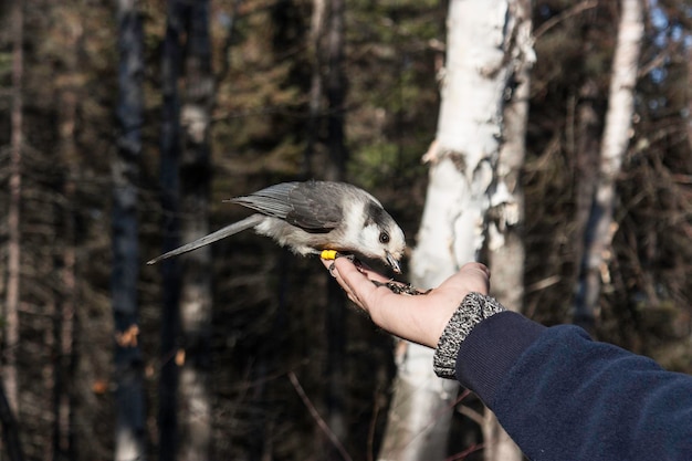 Grey Jay karmiący się z ręki osoby