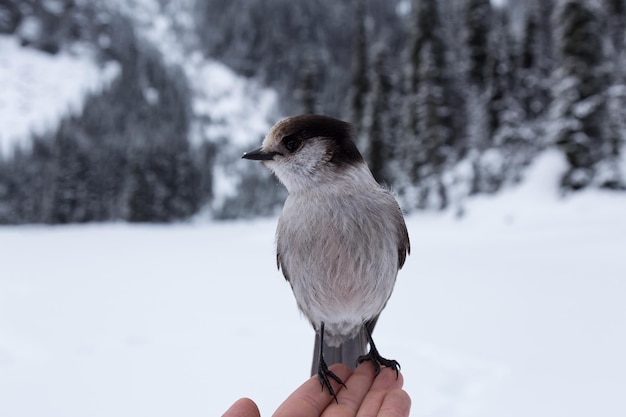 Grey Jay siedzący pod ręką