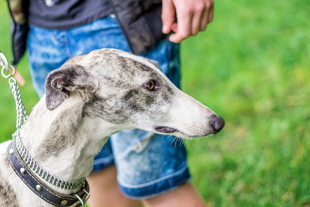 Greyhound pies blisko swojego pana podczas spaceru. Portret chartów z bliska