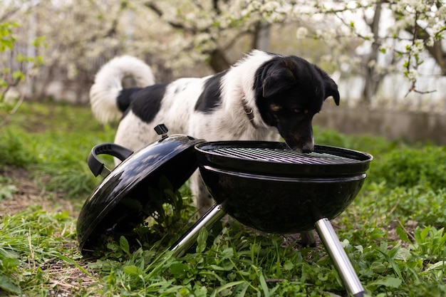 Grill Stoi na łące wśród zielonej trawy. Piknik w naturze. pies w pobliżu