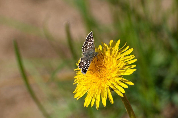 Zdjęcie grizzled skipper butterfly pyrgus malvae na kwiecie mniszka lekarskiego w majowy poranek w regionie moskiewskim