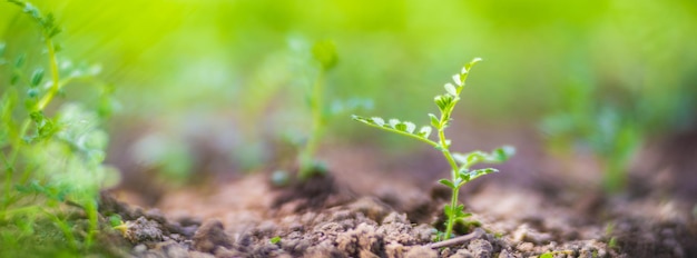 Groch posadzony w glebie dojrzewa pod słońcem Uprawiana ziemia z bliska z kiełkami Rolnictwo Roślina rosnąca w rzędzie zagonowym Zielona naturalna uprawa żywności