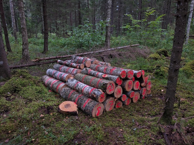 Zdjęcie gromada drewna opałowego przy drzewach w lesie