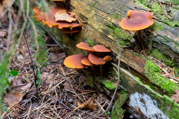 Gromada grzybów Gymnopilus junonius, Grzyb rośnie na starych sosnach, butwiejących drzewach, nie jest jadalny