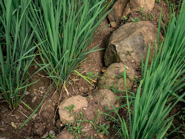 Gromada kamieni pomiędzy granicami pól ryżowych służy rolnikom jako punkt oparcia