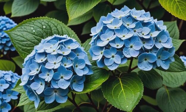 Gromada niebieskich kwiatów hortensji z kroplami rosy