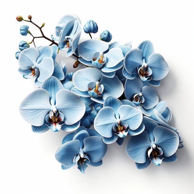 Gromada niebieskich kwiatów na stole