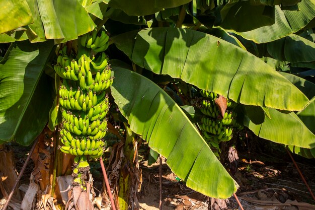 Gromada zielonych i żółtych bananów w ogrodzie Turcja Alanya