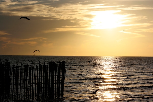 Zdjęcie gromadzi latający seagulls przy bangpu thailand