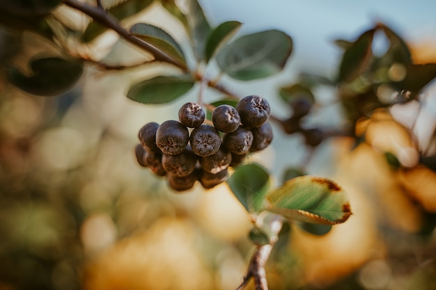 Grona czarnej jarzębiny Piękne naturalne tło