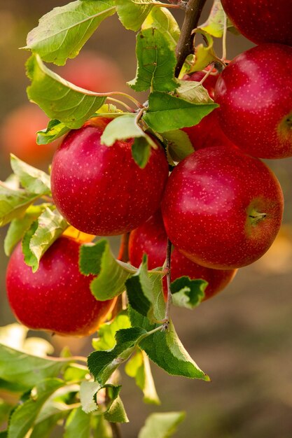 Grono dojrzałych czerwonych jabłek wciąż na drzewie czeka na zerwanie