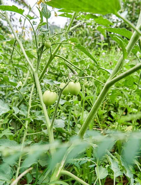 Grono zielonych pomidorów rosnących w ogrodzie