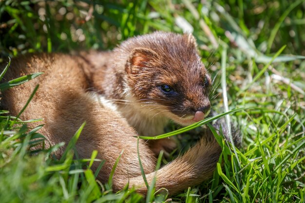 Gronostaj (mustela Erminea)