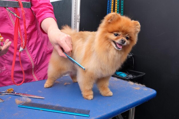 Groomer czesze pomorskie pomorskie na stole w końcowej fazie Obok nożyczki grzebień i trochę przystrzyżona psia sierść