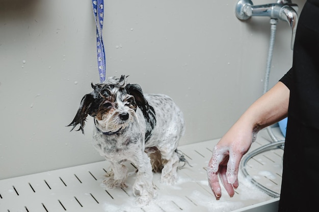 Groomer myje małego psa