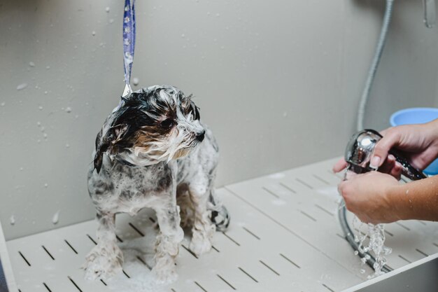 Zdjęcie groomer myje małego psa