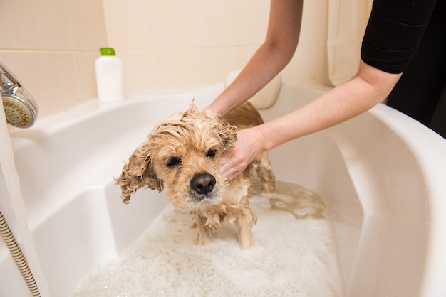 Groomer myje psa pianką i wodą