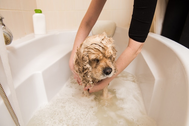 Groomer myje psa pianką i wodą