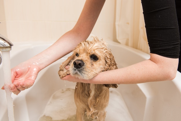 Groomer myje psa pianką i wodą