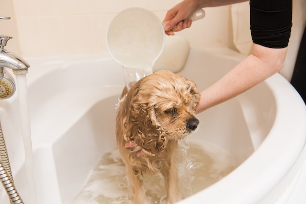 Groomer myje psa pianką i wodą