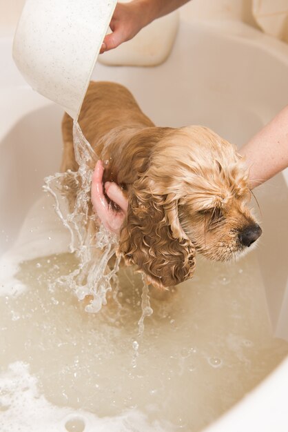 Groomer Myje Psa Pianką I Wodą