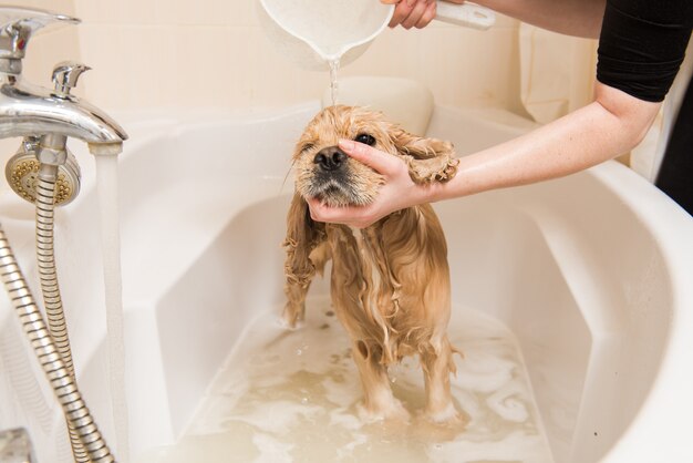 Groomer myje psa pianką i wodą