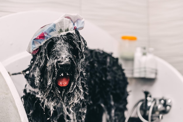 Groomer myje psa w łazience wysokiej jakości zdjęcie