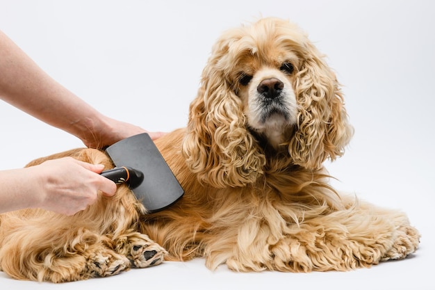 Groomer pielęgnuje leżącego amerykańskiego Cocker Spaniela na białym tle