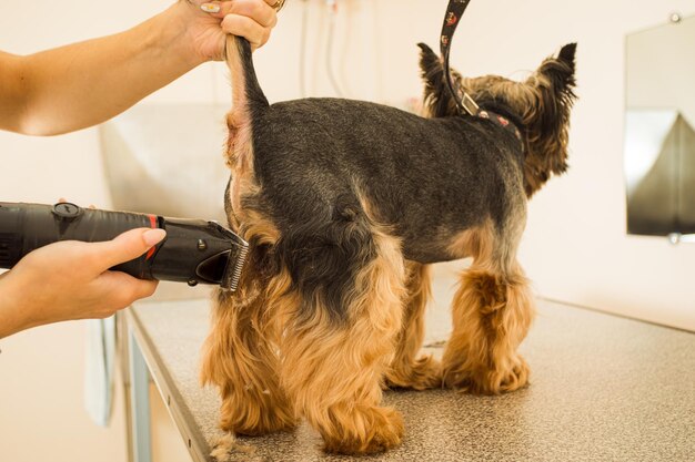 Groomer podczas pracy w salonie Ręce groomera pielęgnują sierść małego psa, aby wyglądała lepiej Procedury przed wystawą