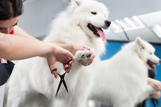 Groomer ściera nożyczkami psa rasy Samoyed Duży pies w zakładzie fryzjerskim