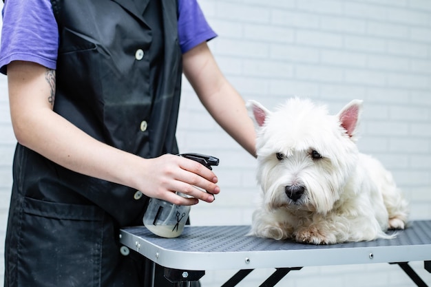 groomer spryskuje psa rasy West Highland White Terrier pistoletem natryskowym podczas strzyżenia