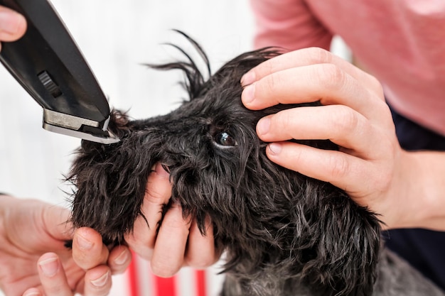 Groomer Tnący Futro Małego Czarnego Sznaucera