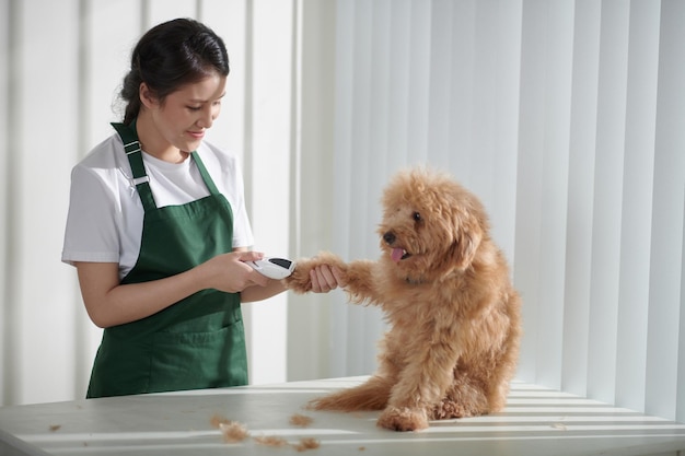 Groomer Tnący Owłosione łapy