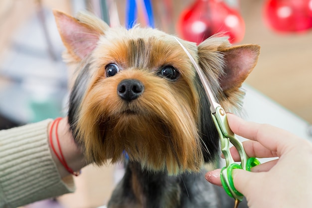 Groomer Tnie Pysk Psa, Wykonuje Modną Fryzurę W Salonie Fryzjerskim