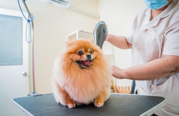 Groomer wysusza pomorskiego psa po umyciu w salonie pielęgnacji